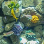 Factores que influyen en la biodiversidad marina: un análisis detallado