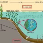 Formación de ecosistemas acuáticos: procesos y características