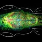 Formación de recuerdos en el cerebro: una mirada en profundidad