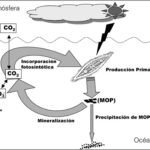 Fotosíntesis en los océanos: proceso y beneficios marinos