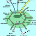 Función de la clorofila en las plantas: captura de luz solar para fotosíntesis