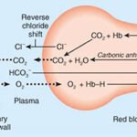 Función de los glóbulos rojos: transporte y eliminación de gases