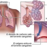 Función de los pulmones: intercambio de gases y oxigenación sanguínea