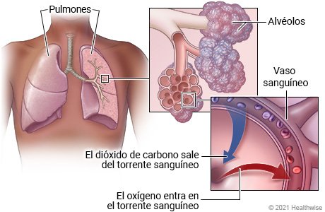 Función de los pulmones: intercambio de gases y oxigenación sanguínea