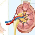 Funciones principales de los riñones: filtración y producción de orina