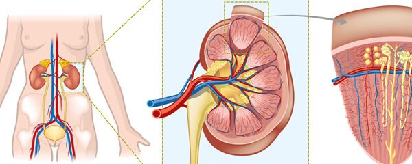 Funciones principales de los riñones: filtración y producción de orina