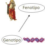 Genotipo y fenotipo: diferencias y conceptos clave en genética