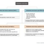 Guía completa del sistema nervioso: comprende su funcionamiento