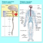 Guía completa del sistema nervioso: funcionamiento y importancia