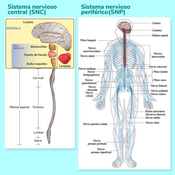 Guía completa del sistema nervioso: funcionamiento y importancia