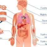 Guía sobre estructura y función de los tejidos: tipos y entendimiento