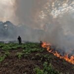 Impacto negativo de la deforestación en el medio ambiente: biodiversidad y cambio climático