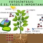 Importancia de la fotosíntesis: oxígeno y energía