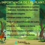 Importancia de las plantas en el ecosistema: un equilibrio vital