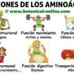 Importancia de los aminoácidos: componentes vitales para la vida