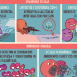 Importancia de los anticuerpos en la respuesta inmune