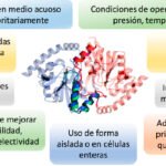 Importancia de los enzimas en las reacciones químicas