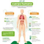 Importancia de los lípidos en el organismo: funciones y beneficios