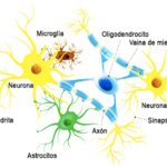 Importancia de los neurotransmisores en la comunicación neuronal