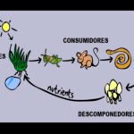 Importancia del equilibrio en la cadena alimentaria