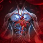 Importancia del sistema circulatorio en el cuerpo humano