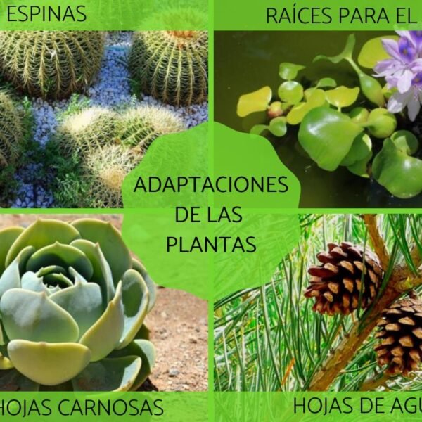 La adaptación de las plantas a diferentes condiciones climáticas