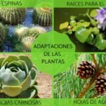 La adaptación de las plantas al ambiente para sobrevivir y tener éxito