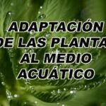 La adaptación de las plantas marinas al medio acuático del océano