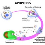 La apoptosis: su función en el desarrollo biológico y su significado