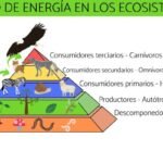 La cadena alimentaria: el flujo de energía en los ecosistemas