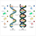 La estructura del ADN: una mirada a su composición y función