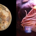 La evidencia científica que respalda la teoría de la evolución