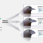 La evolución: concepto y procesos de cambio en las especies