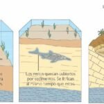 La formación de los fósiles: un vistazo al pasado de la Tierra