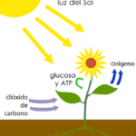 La fotosíntesis: cómo las plantas convierten la luz en energía
