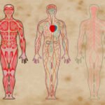 La función de los órganos vestigiales en el cuerpo humano
