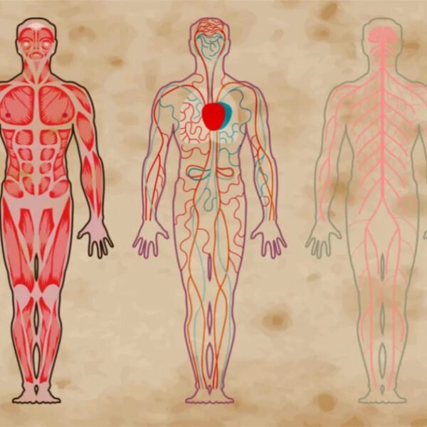 La función de los órganos vestigiales en el cuerpo humano