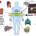 La homeostasis: equilibrio y regulación en los organismos