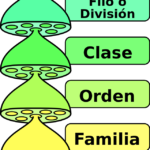 La importancia de clasificar seres vivos: organizando la diversidad