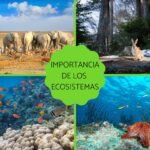 La importancia de la biodiversidad en los ecosistemas