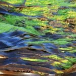 La importancia de las algas en el ecosistema marino: funciones y papel