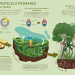 La importancia de los bosques en la regulación del clima global