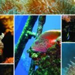 La importancia de los ecosistemas marinos para el planeta
