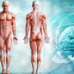 La importancia de los sistemas del cuerpo humano en nuestra salud