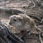 La influencia del ambiente en la evolución de los seres vivos