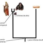 La influencia genética en la evolución: Un análisis profundo