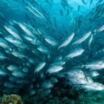 La migración de las especies marinas: causas y consecuencias