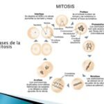 La mitosis: proceso esencial para el crecimiento y reparación celular