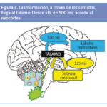 La relación entre el cerebro y la conducta: una visión integral