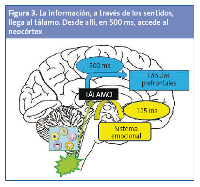 La relación entre el cerebro y la conducta: una visión integral